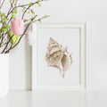 Beige Watercolor Seashell Prints: Coastal Minimalist Wall Art, 5 x 7 printed + shipped