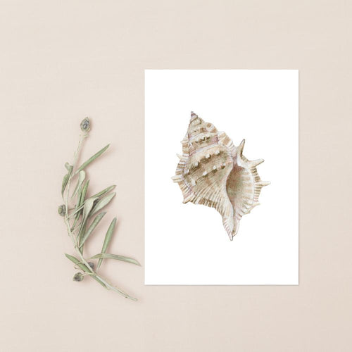 Beige Watercolor Seashell Prints: Coastal Minimalist Wall Art, 5 x 7 printed + shipped