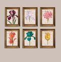 Vintage Botanical Prints Set: Iris, Tulip, Carnation - 5x7 (Set of 6) Printed + Shipped