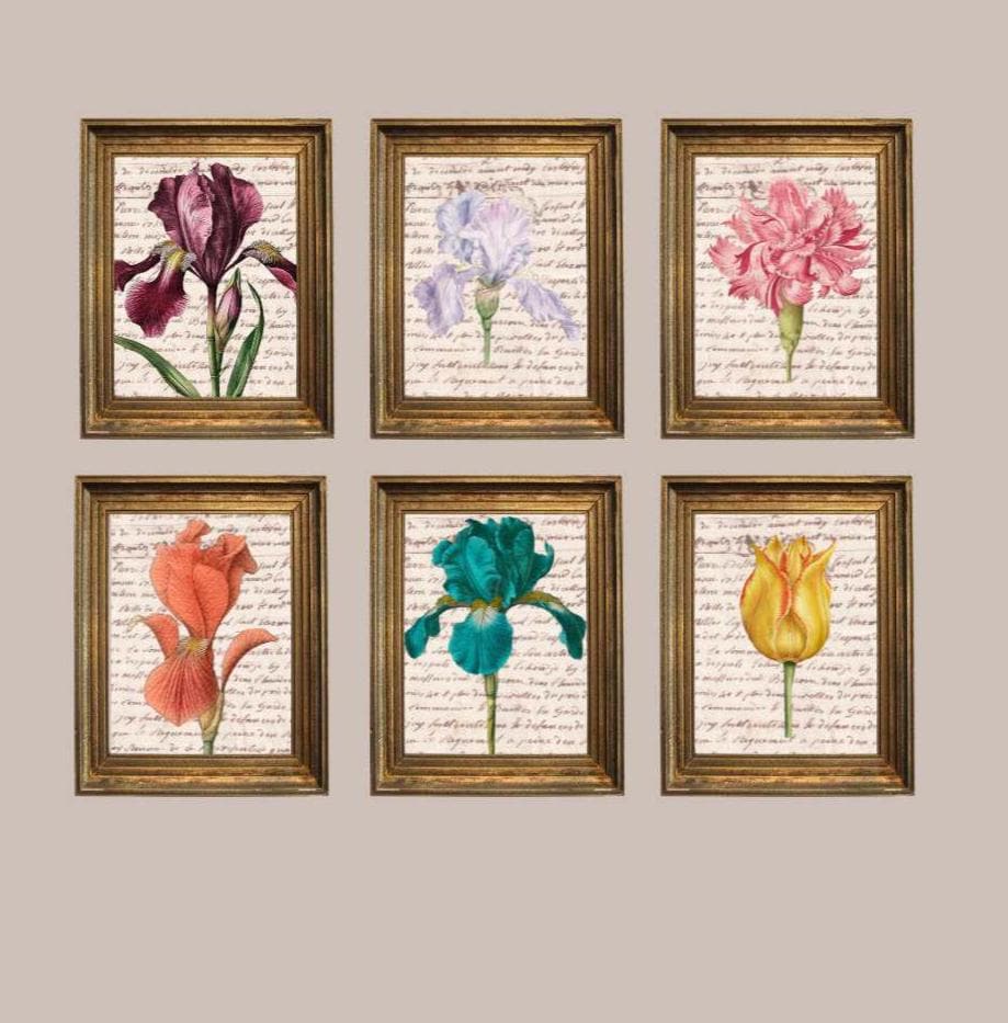 Vintage Botanical Prints Set: Iris, Tulip, Carnation - 5x7 (Set of 6) Printed + Shipped