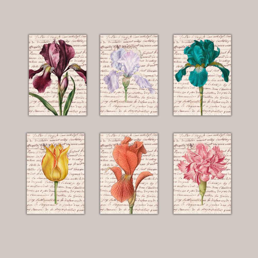 Vintage Botanical Prints Set: Iris, Tulip, Carnation - 5x7 (Set of 6) Printed + Shipped
