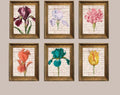 Vintage Botanical Prints Set: Iris, Tulip, Carnation