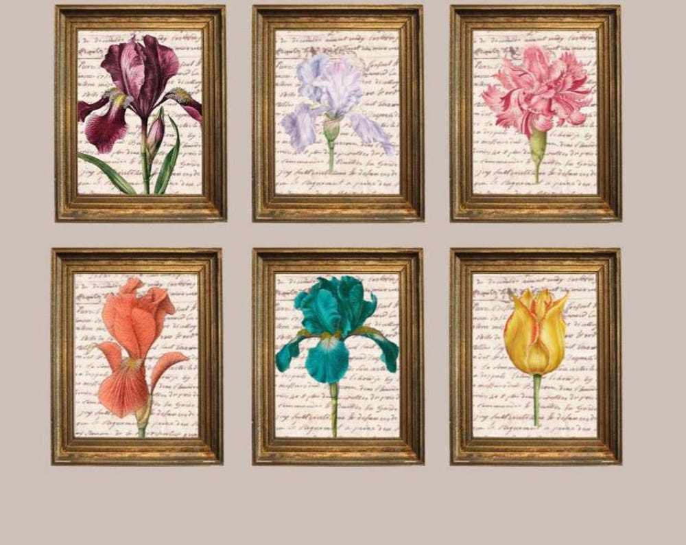 Vintage Botanical Prints Set: Iris, Tulip, Carnation